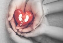kädet kannattelevat sydäntä jonka sisällä on munuaiset